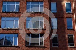 Brick Building with Pigeons on the Windowsills in New York City