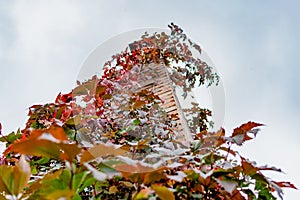 Brick chimney tower, entwined with different leaves of beautiful autumn shades against the sky, bottom-up view of colorful colored