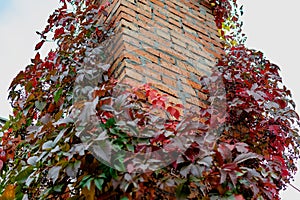 Brick chimney tower, entwined with different leaves of beautiful autumn shades against the sky, bottom-up view of colorful colored