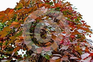 Brick chimney tower, entwined with different leaves of beautiful autumn shades against the sky, bottom-up view of colorful colored