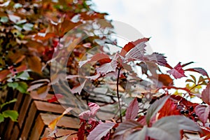 Brick chimney tower, entwined with different leaves of beautiful autumn shades against the sky, bottom-up view of colorful colored