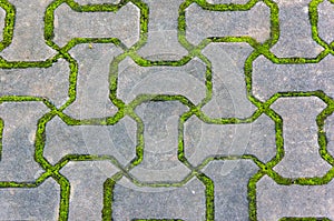 Brick floor with moss