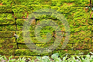 Brick with green moss textured background