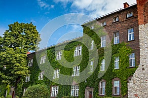 Brick house with front wall covered by green ivy