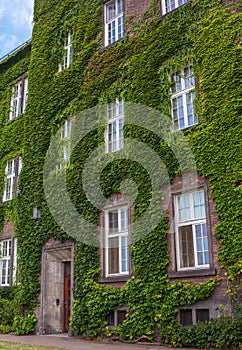 Brick house with front wall covered by green ivy