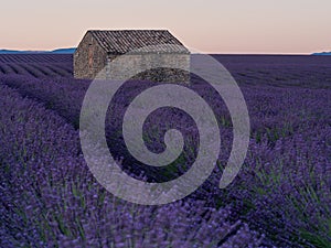 A brick house in the middle of lavender fields before sunrise