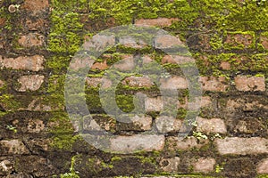Brick Moss Wall