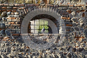 A brick old wall, a pigeon sits in a loophole photo