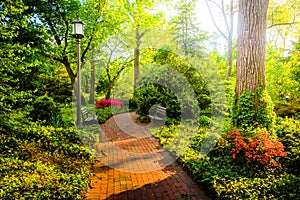 Brick path through a woodland garden at John Hopkins University