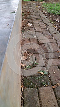 Brick Pathway with Leaves and Grass