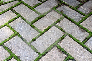 Brick Pavers with Moss