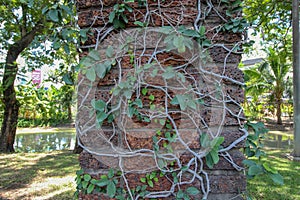 Brick pillar overgrown with ivy