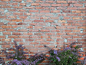 Brick red wall with cement and purple plant texture background Golden autumn. Wild plant on old brick wall as background