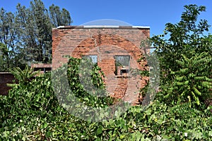 Brick Ruins Engulfed in Green Vegetation Shasta, California