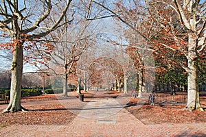 Brick walkway in autumn
