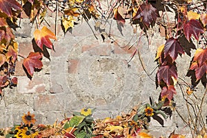 Brick wall with autmn leaves