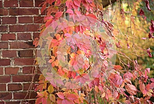 Brick wall with autumn grape leaves