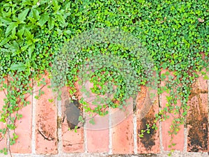 Brick wall background with grass