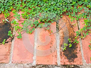 Brick wall background with grass