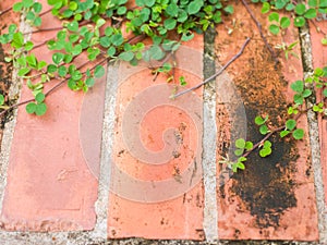 Brick wall background with grass