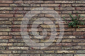 Brick wall background with green plant on it. Old brickwork with multicolor bricks in tints of brown, yellow, green, blue.