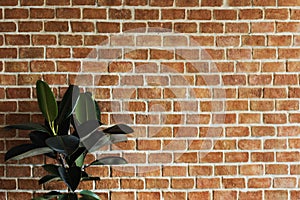 Brick wall background plant isolated