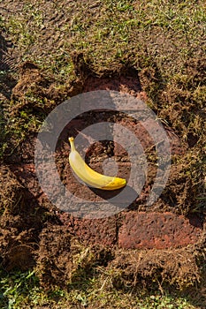 Brick wall banana