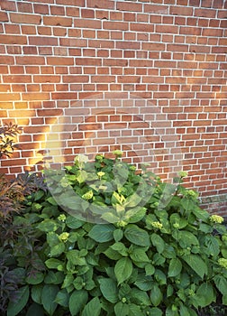 Brick, wall and bush of flower in nature, outside and block with concrete for home build. Masonry, brickwork and weather