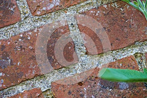 Brick, wall and cement with plant in nature, outside and block with concrete for home build. Masonry, brickwork and