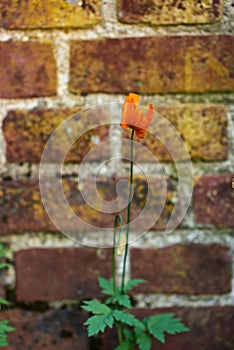 Brick, wall and cement with poppy flower in nature, outside and block with concrete for home build. Masonry, brickwork