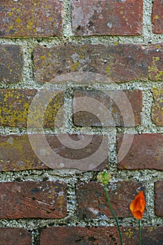 Brick, wall and cement with poppy flower in nature, outside and block with concrete for home build. Masonry, brickwork