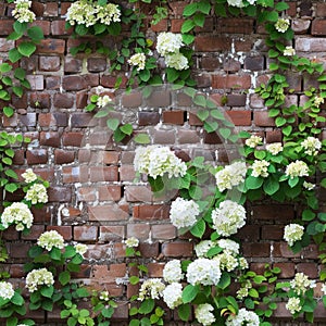 Brick wall with climbing hydrangea
