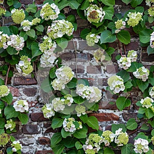 Brick wall with climbing hydrangea
