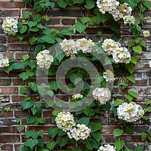 Brick wall with climbing hydrangea