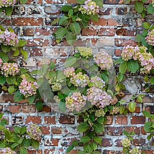 Brick wall with climbing hydrangea