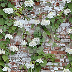 Brick wall with climbing hydrangea