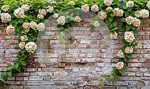 Brick wall with climbing hydrangea