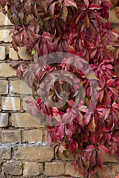 Brick wall with colorful autumn ivy leaves in the park.