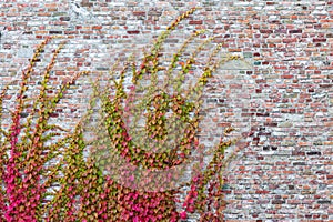 brick wall covered from autumn colored vine tendrils