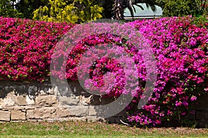 Brick wall covered with a bougainvillea flower