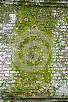 Brick wall covered with green moss. Sataraya brick wall is wet and covered with thick moss. Texture background