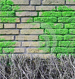 Brick wall covered with moos