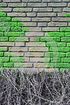 Brick wall covered with moos