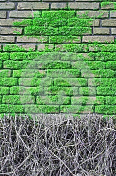 Brick wall covered with moos