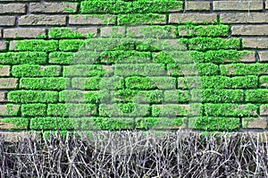 Brick wall covered with moos