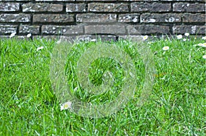 Brick wall covered with moos