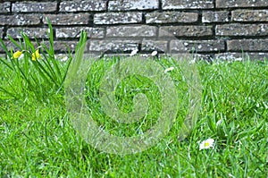 Brick wall covered with moos