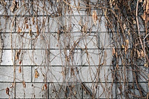 Brick wall cowered with ivy background texture