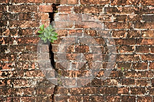 Brick wall with a crack and plants