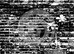 Brick wall decorate with small plant pot, picture in black and white effect